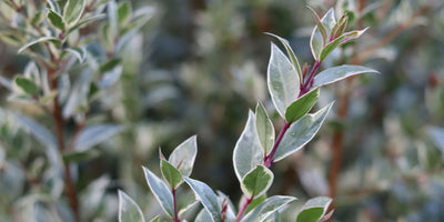 Jekka's favourite evergreen winter herbs, Myrtle and Luma