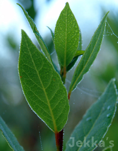 All about Herbs: Bay (Laurus nobilis)