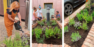 Cultivating Tranquillity: The Urban Car Park Herb Garden