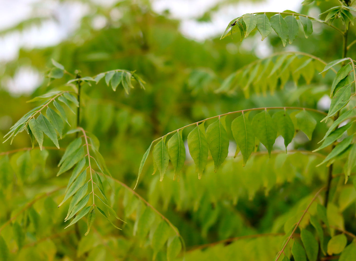 Curry Tree, Curry Leaf, Bergera koenigii (syn Murraya koenigii)