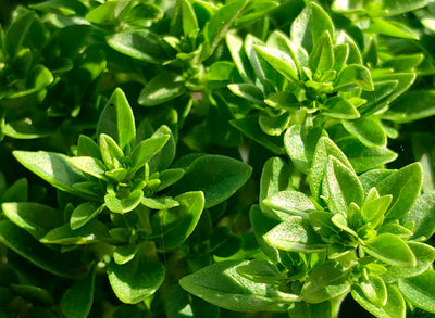 All about Herbs: Basil (Ocimum)
