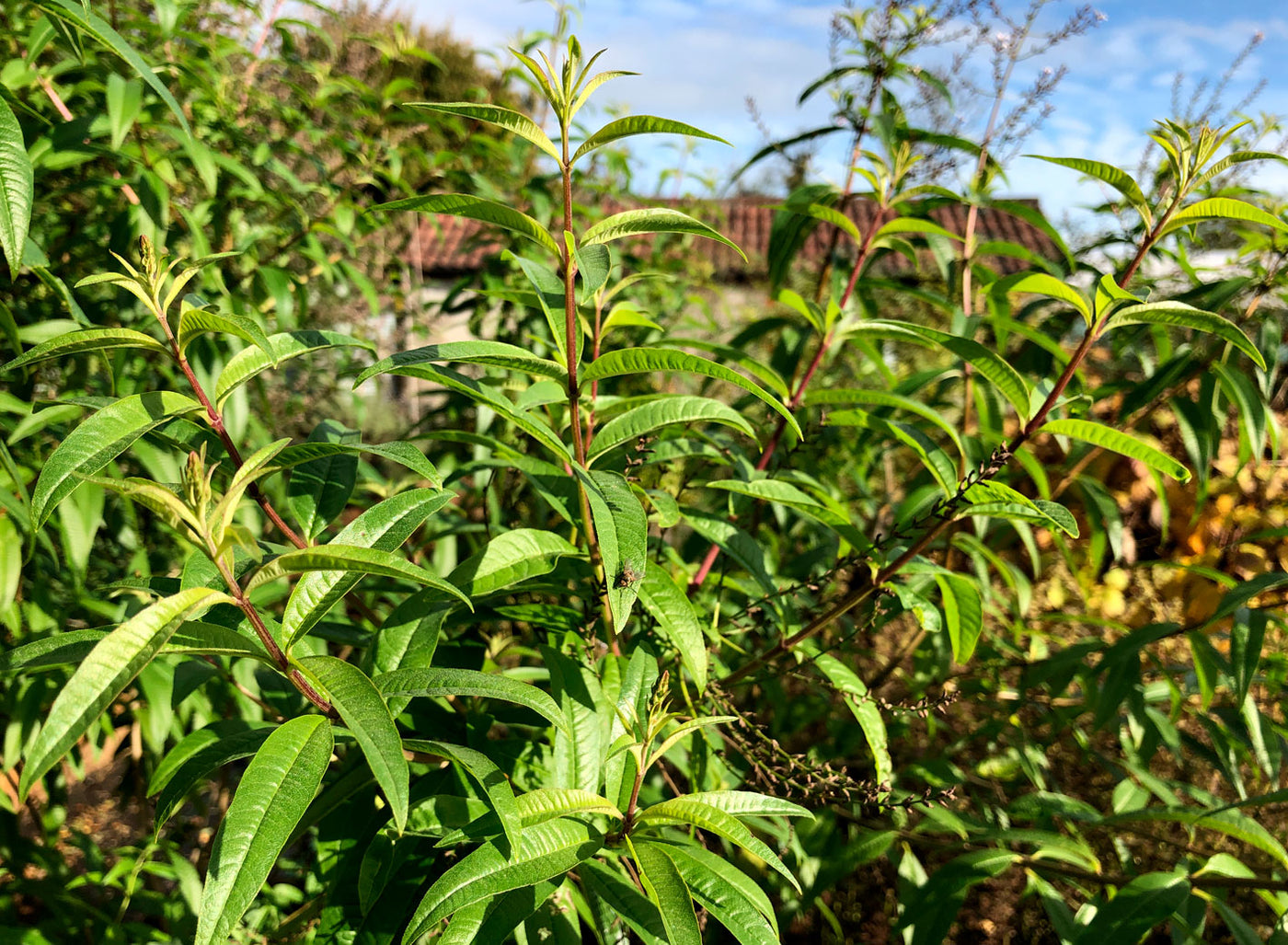 Lemon verbena (aloysia citradora)