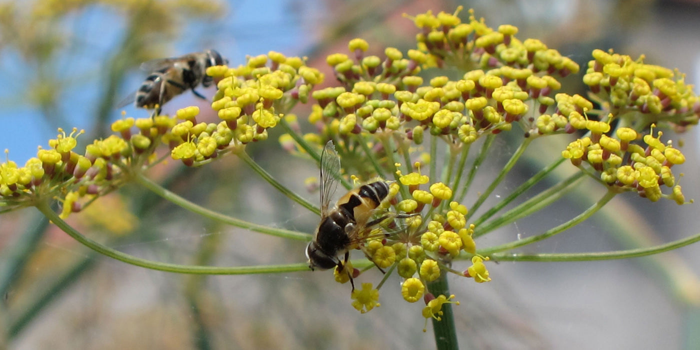 Jekkapedia: Pollinating herbs