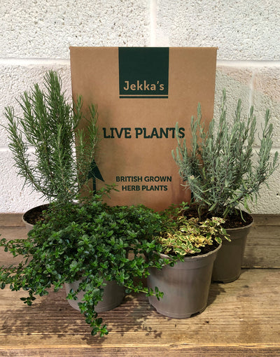 Jekka's Evergreen Collection - 4 * 1 Ltr Herb Plants