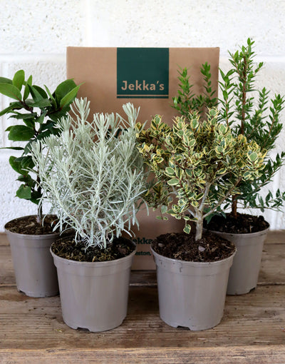 Jekka's Connoisseurs Collection - 4 * 1 Ltr Herb Plants