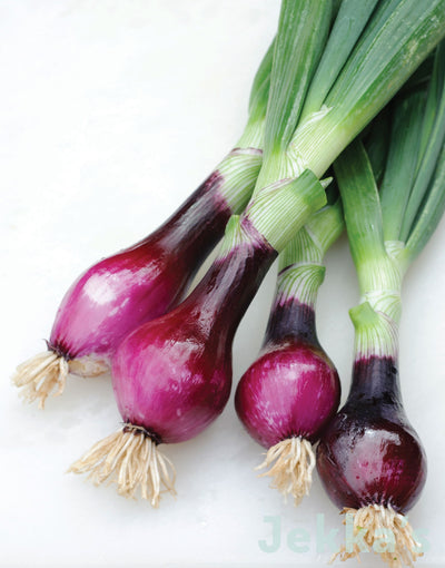 Jekka's: Red Salad Onion (Allium cepa 'Rossa da Inverno Sel Rubino')