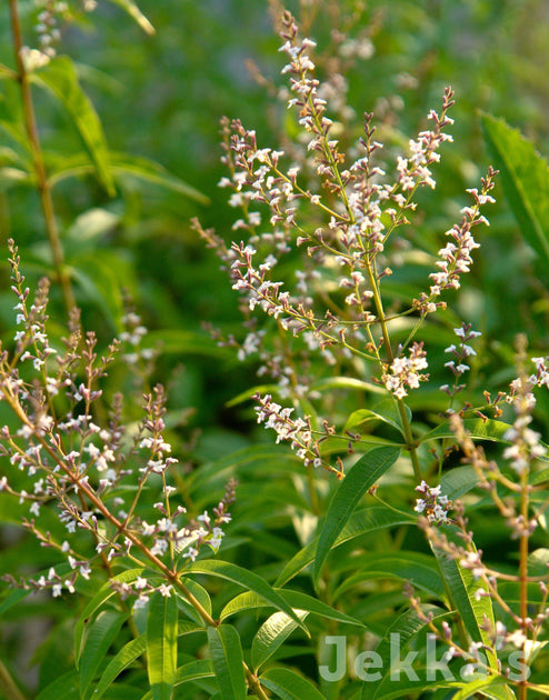 Jekkapedia: Aloysia citrodora (Lemon Verbena) – Jekka's