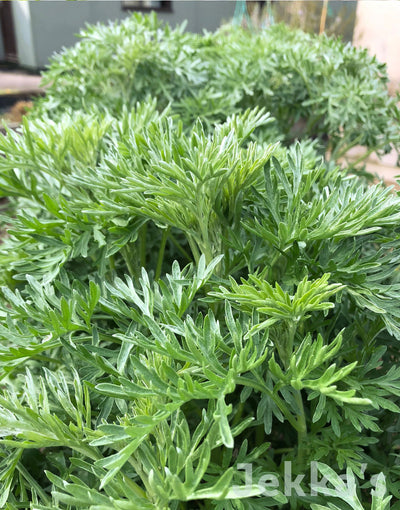 Jekka's: Wormwood (Artemisia absinthium)