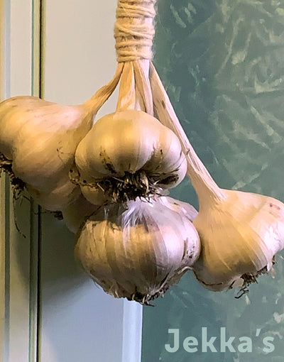 Jekka's: Garlic (Allium sativum  )