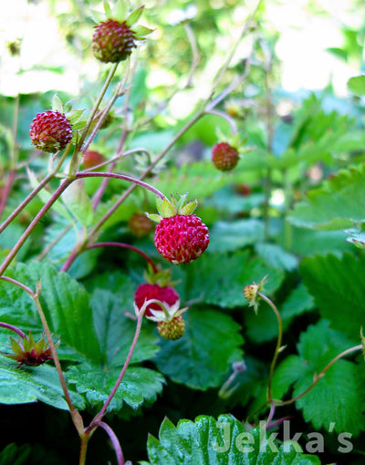 Jekka's: Wild Strawberry (Fragaria vesca)