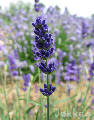 Jekka's: Lavender Hidcote (Lavandula angustifolia 'Hidcote' )