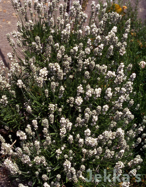 white lavender plants for sale uk Lavandula angustifolia 'Nana Alba' (Lavender Dwarf White): Plants available to buy. – Jekka's