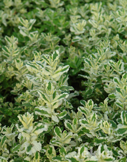 pineapple mint plants for sale Mentha suaveolens 'Pineapple' (Pineapple Mint): Plants available to buy. –  Jekka's