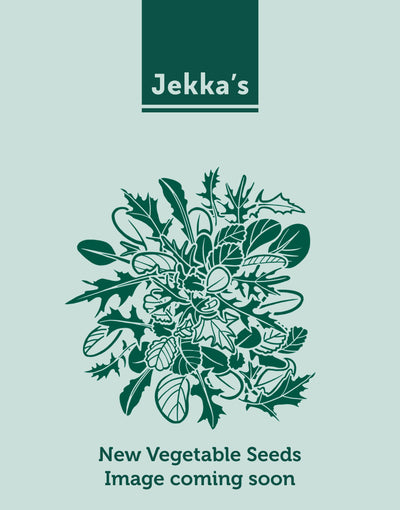 Jekkapedia: Green Chicory (Cichorium intybus 'Italiko Rosso')