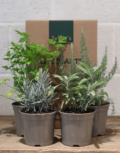 Jekka's Winter Essential Collection - 4 * 1 Ltr Herb Plants