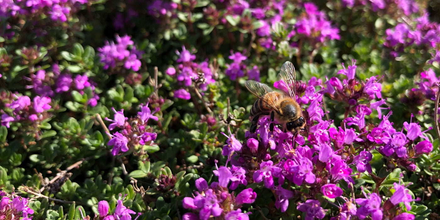 Jekka’s guide to increasing biodiversity and rewilding your herb garden