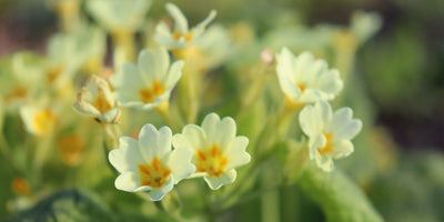 Jekka's tips for Spring, discover our passion for growing sustainable herbs!