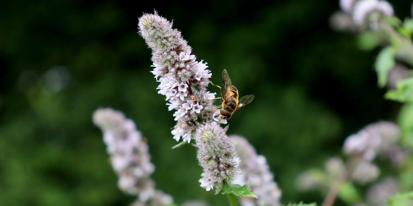 Jekka's tips on growing herbs for bees this spring!