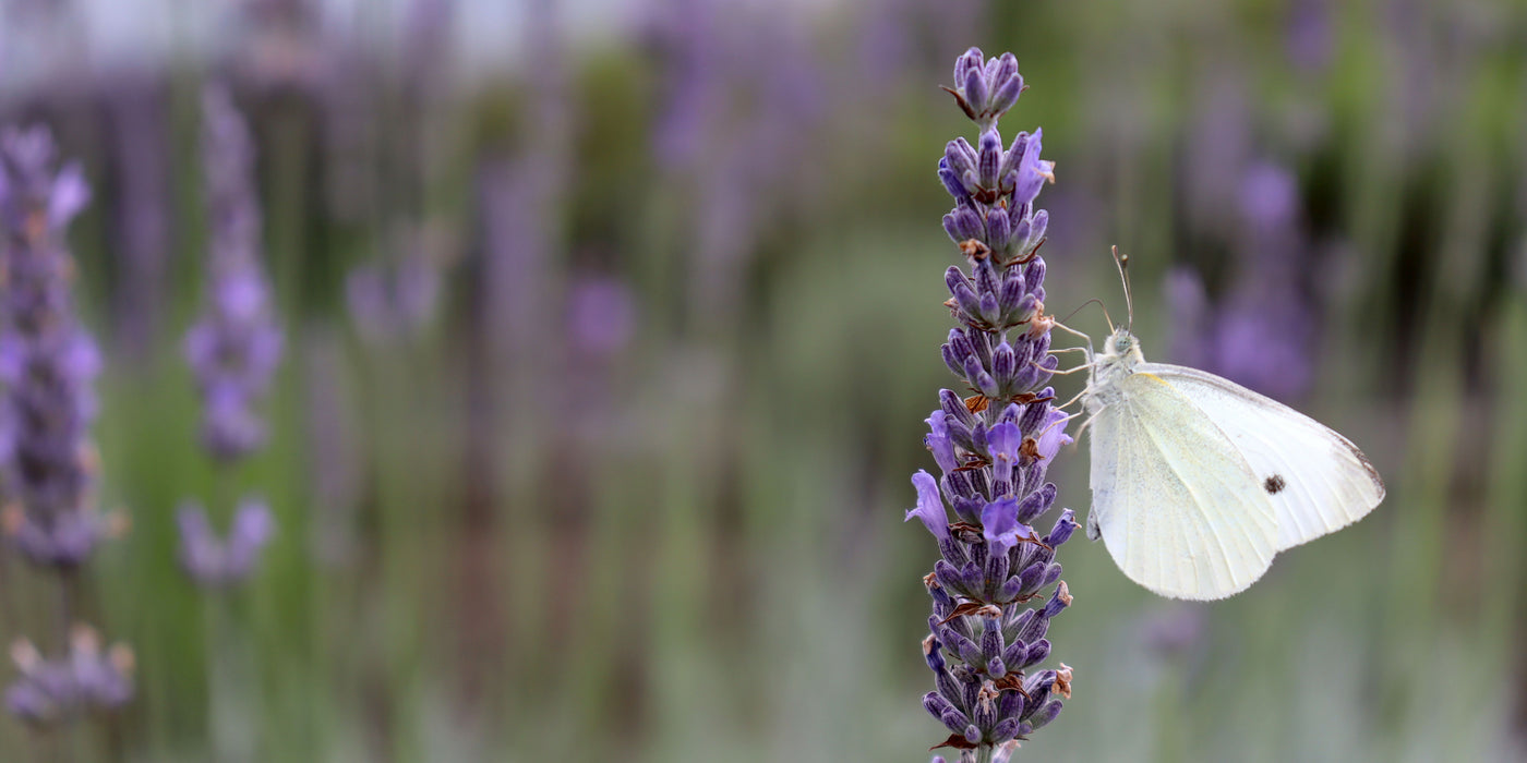 Lavender with butterfly