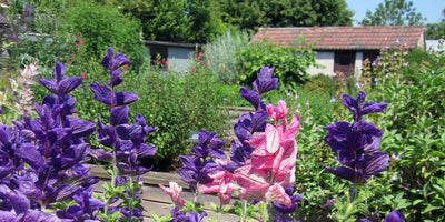 Turn your garden into a gold medal winning RHS Chelsea garden with Jekka's