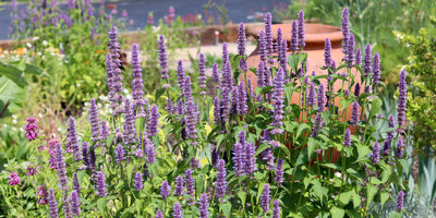 Read Jekka's essential tips for growing herbs