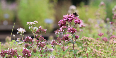 Share our love of bees at Jekka's