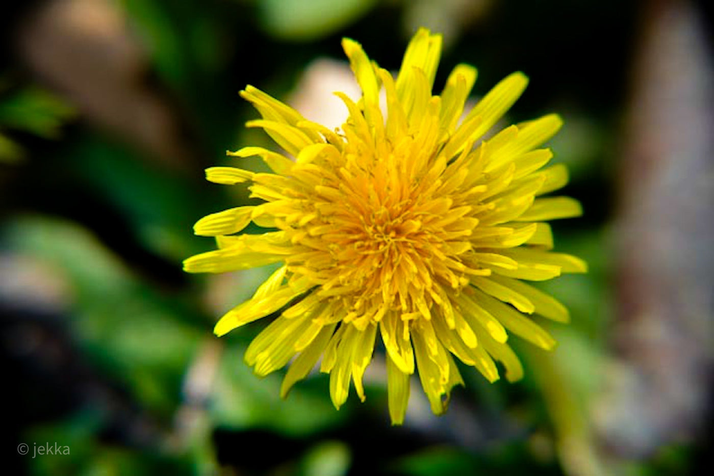 Herbs on the wild side