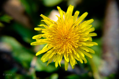 Herbs on the wild side