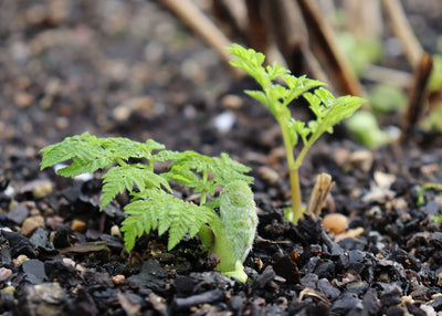 Early Spring in Jekka’s Herb Garden – Jekka’s top 10 favourite herbs