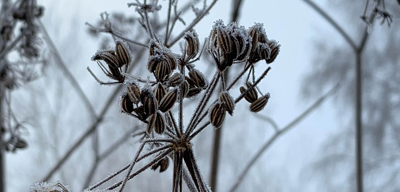 Fennel tincture