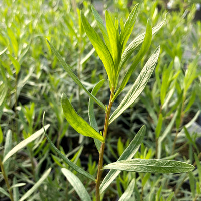 All about Herbs: French Tarragon (Artemisia dracunculus)