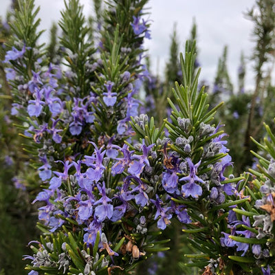 Jekka's guide to Rosemary (Rosmarinus)