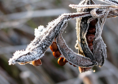 Jekka's tips on maintaining your herb plants in autumn & early winter