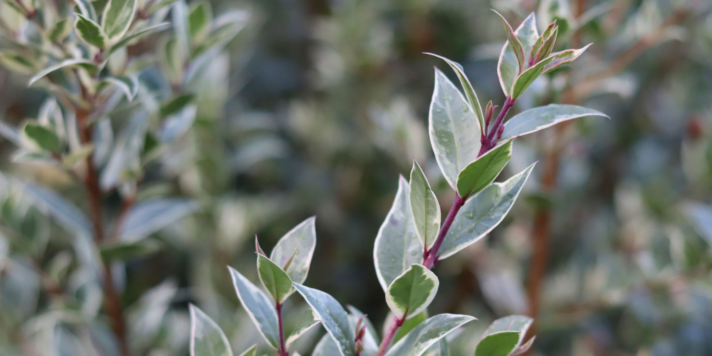 Jekka's favourite evergreen winter herbs, Myrtle and Luma