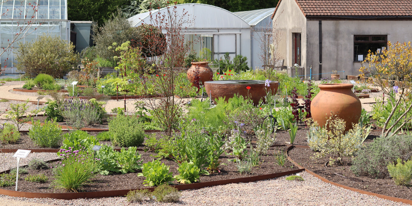 Come along to Jekka's Open Days and buy Jekka's unique named herb varieties!