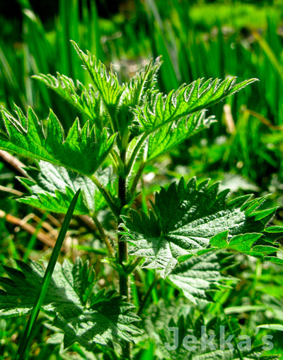 Jekka's Nettle Soup