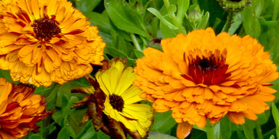 Jekka’s Marigold Scones