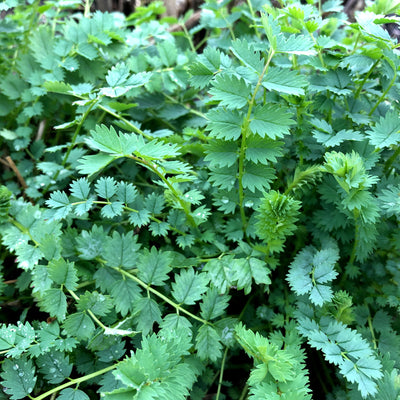 All about Herbs: Salad Burnet (Sanguisorba minor)