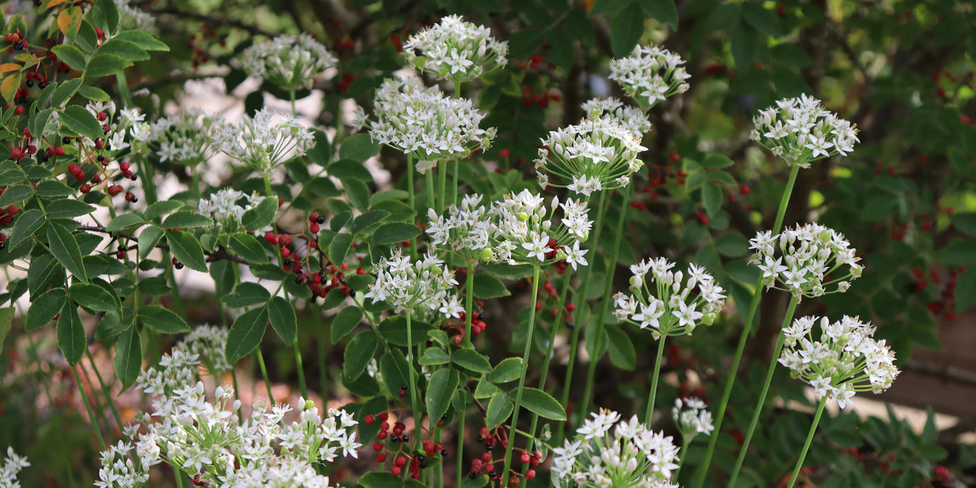 Autumn in Jekka’s Herb Garden