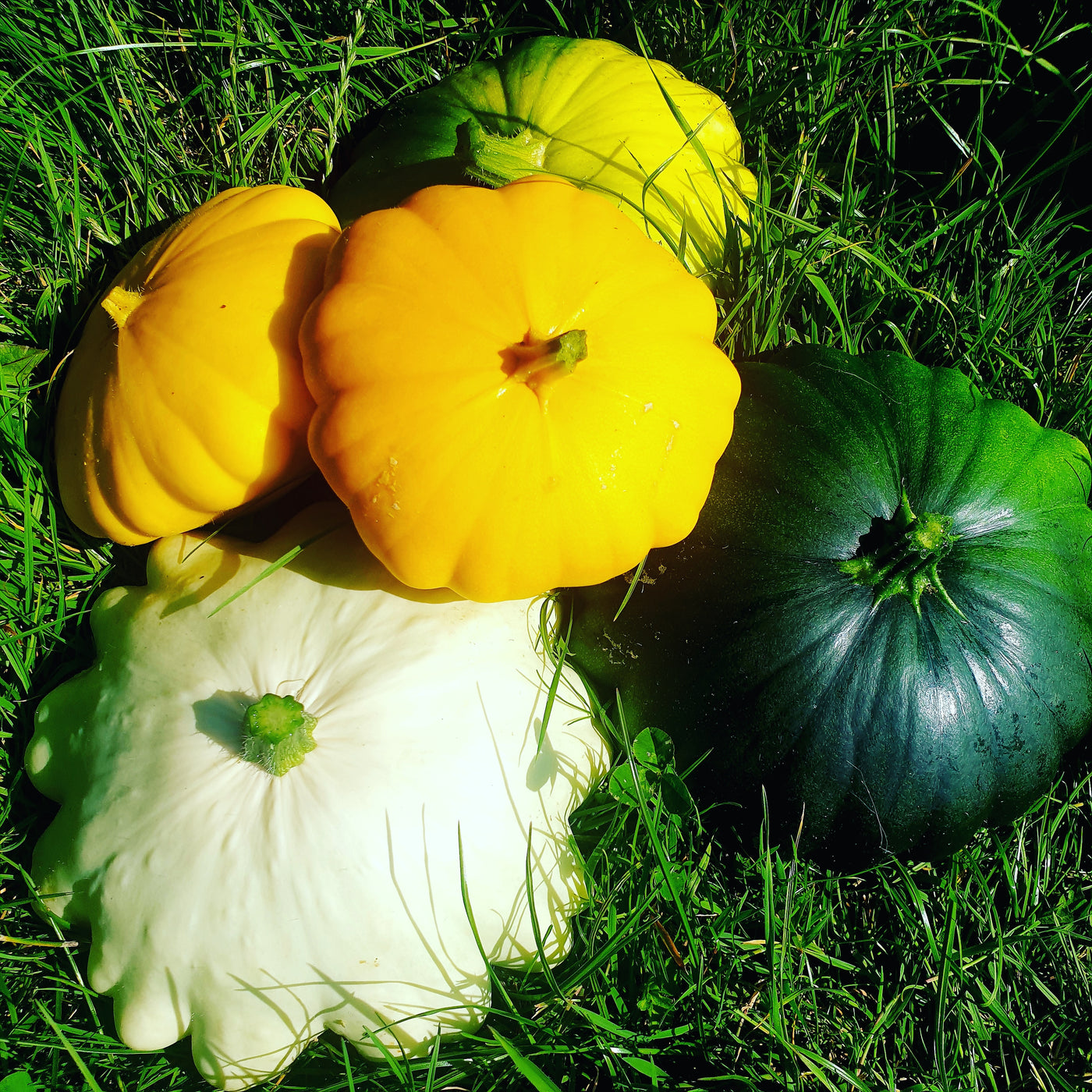 Jekka’s Squash and Lemon Savory Soup