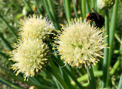 All about Herbs: Alliums (Chives, Garlic & Onions)