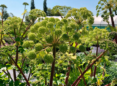 All about Herbs: Angelica (Angelica archangelica)