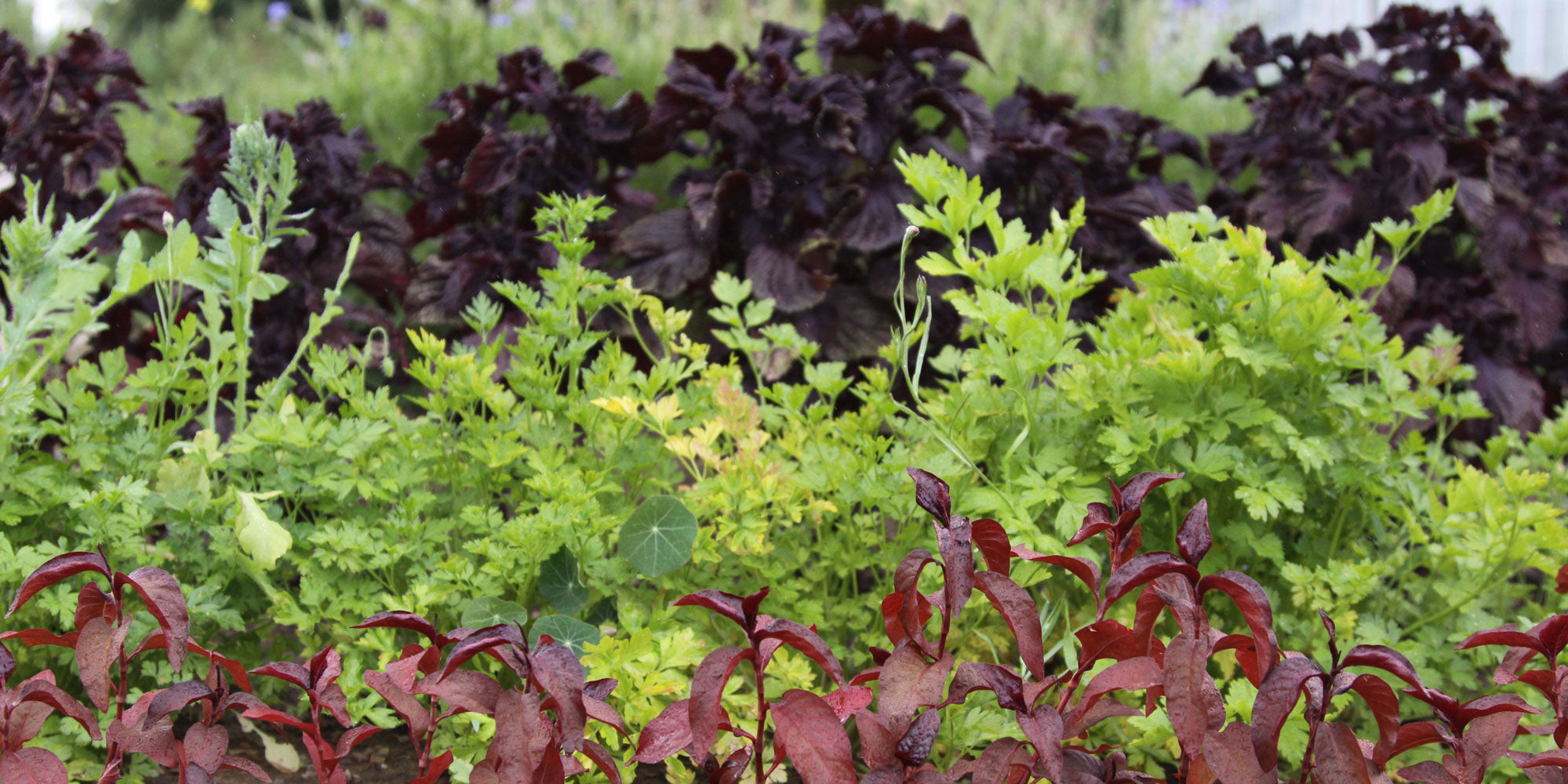 Jekka's 5 top tips for sowing herb seeds | How to grow herbs | Jekka's
