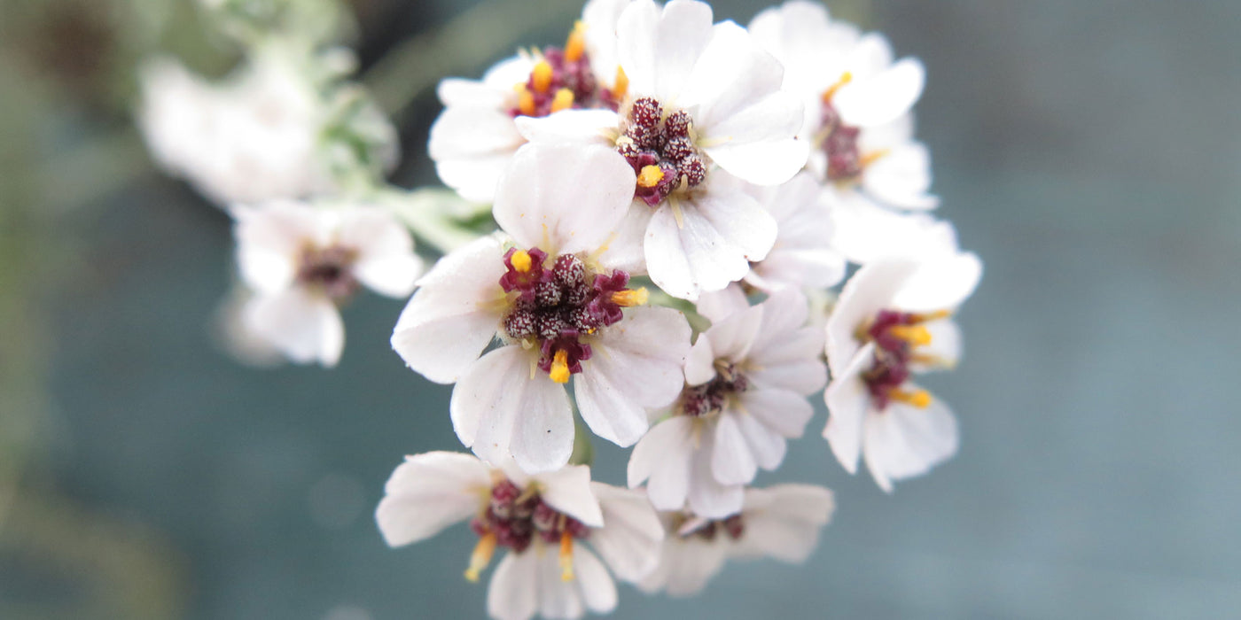 Jekka's top 10 herbs you can find in show gardens at RHS Chelsea Flower Show in 2023