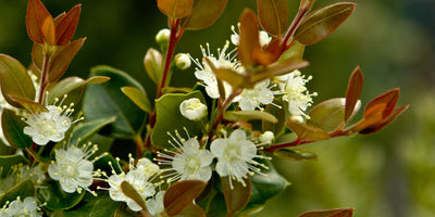 All about Herbs:  Myrtle (Myrtus) & Luma (Luma)