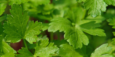 Jekka’s Parsley Herb Oil