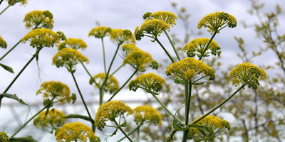 Learn how we use herbs everyday to turn a meal into a feast!