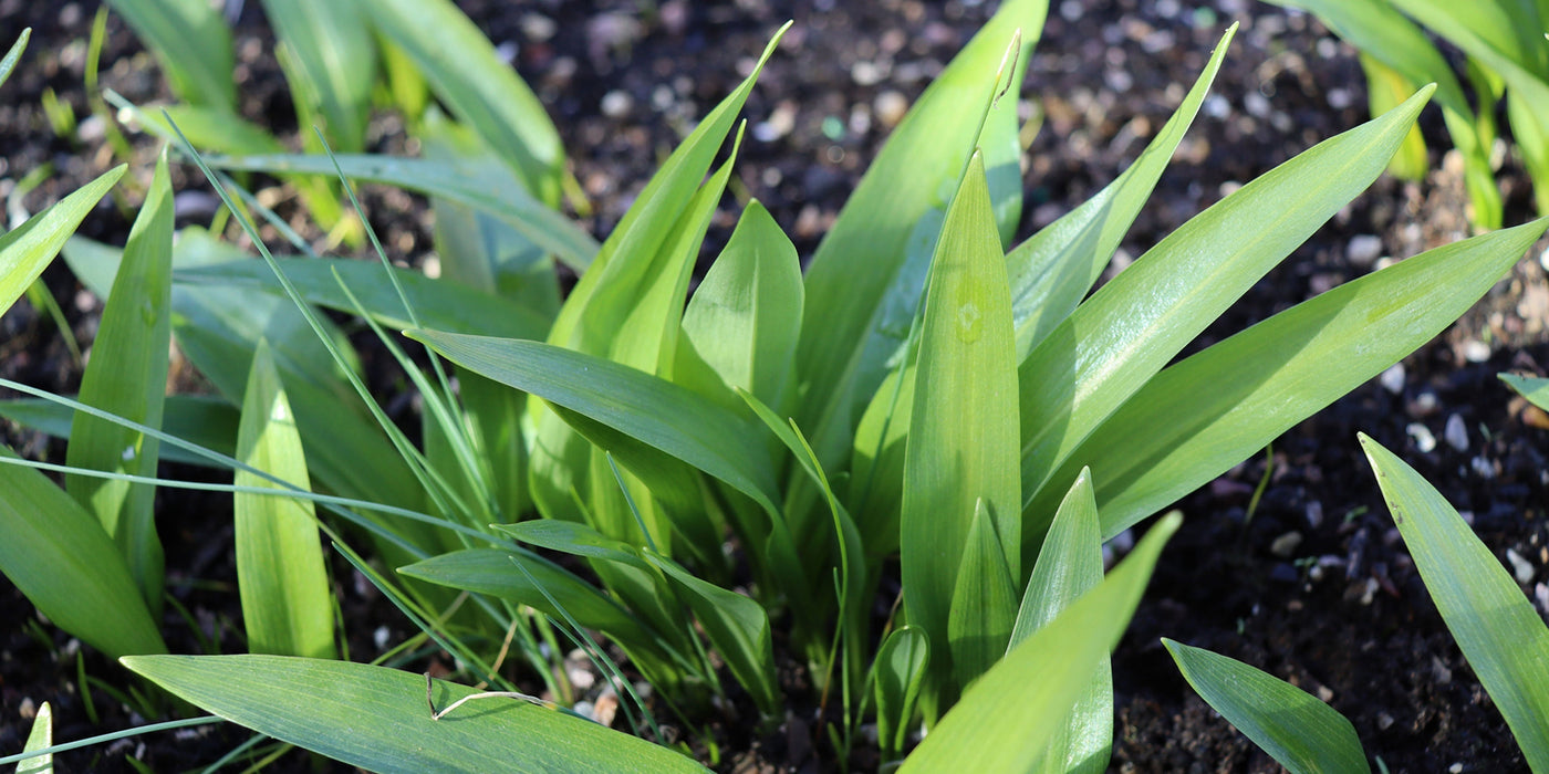Spring is in the air at Jekka's