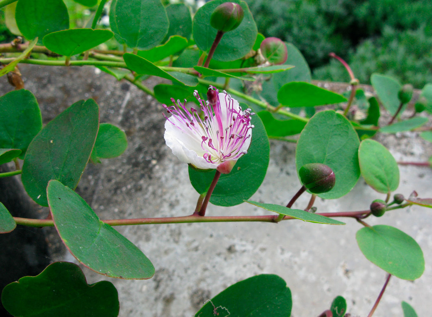 All about Herbs: Capers (Capparis spinosa var. inermis)