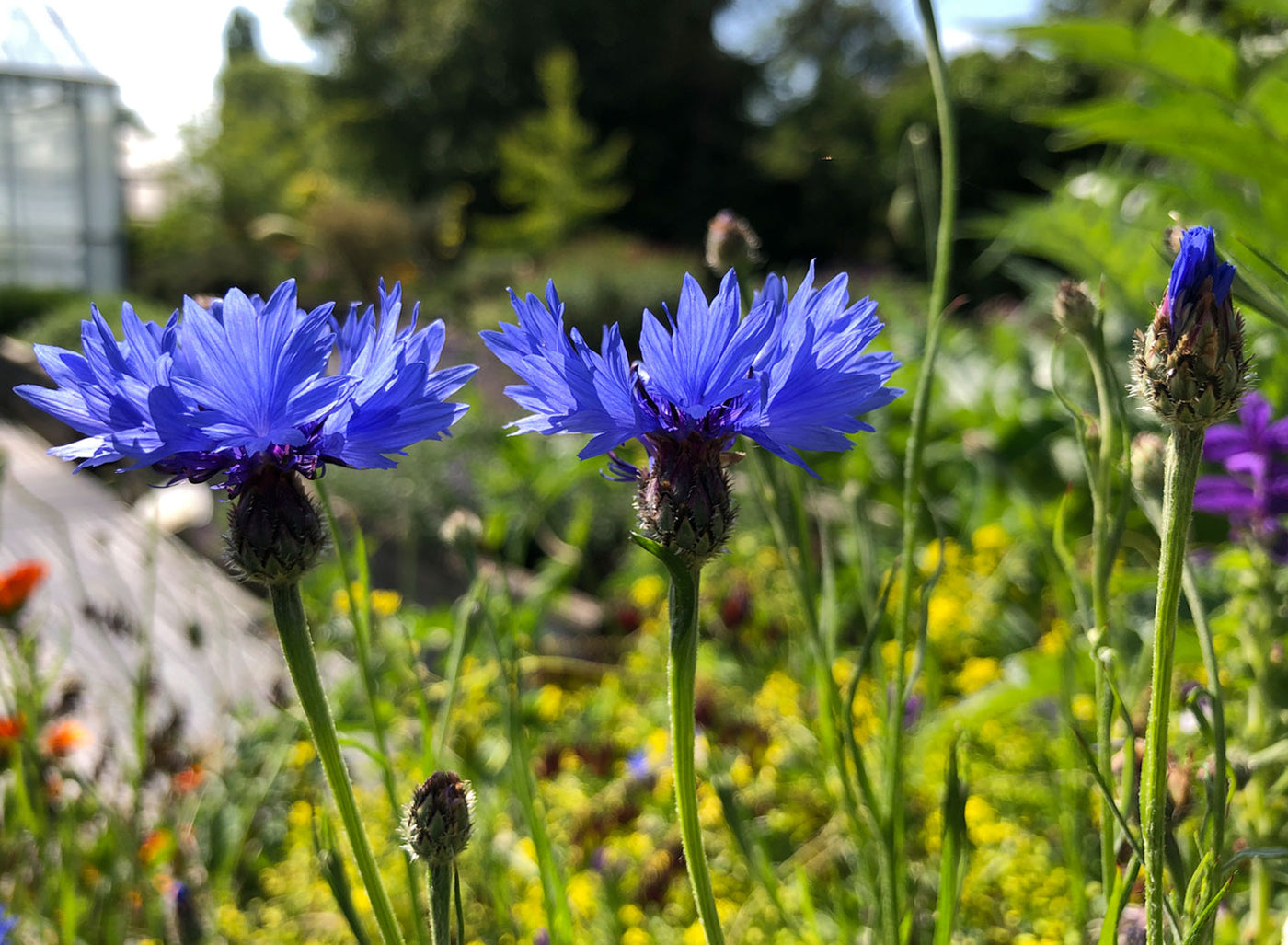 Jekka’s top 10 herbs for sun, semi-shade, dry & damp conditions